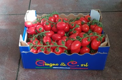 Foto Pomodoro Pixel Origine Italia Marchio Giugno  1